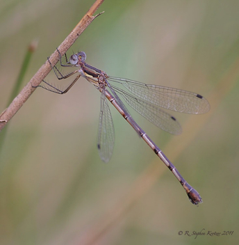 Lestes australis, female